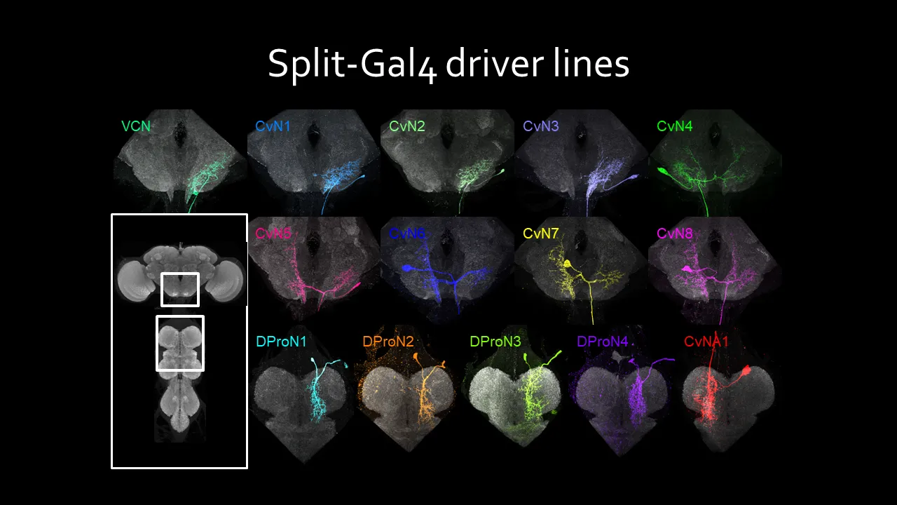 Split Gal4 Driver Lines.png