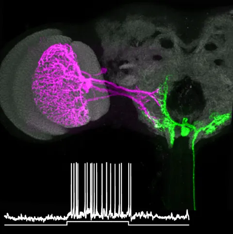 Visual neurons (magenta) synapsing on a neck motor neuron (green) that drives head movement.  White trace: the motor neuron's response to a visual stimulus.
